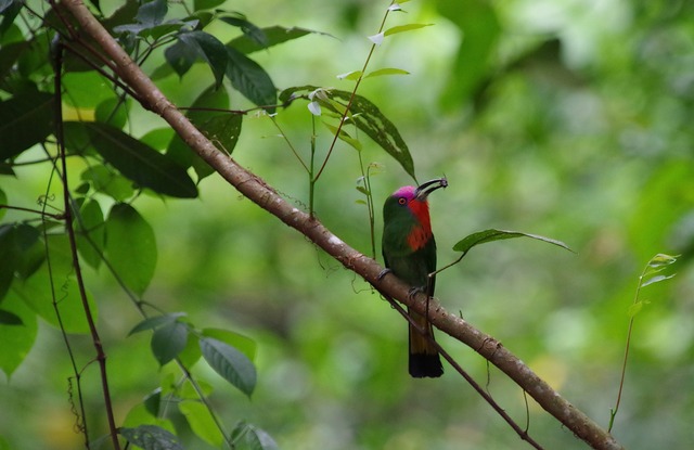 Red-bearded Bee-eater