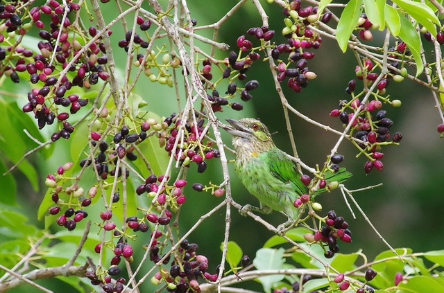 Gere-eared Barbet