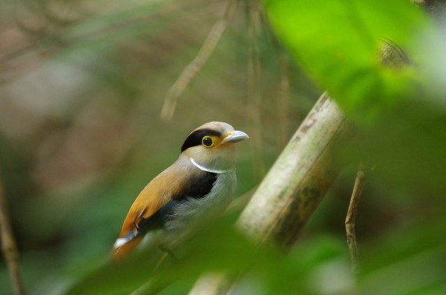 Silver-breasted Broadbill