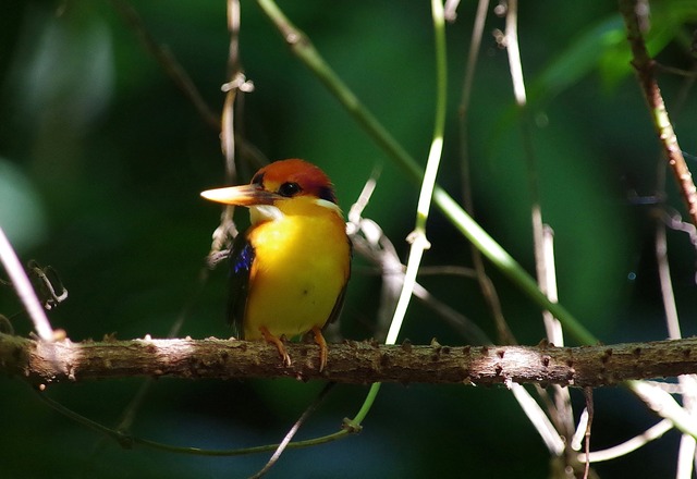 Black-backed Dwarf Kingfisher