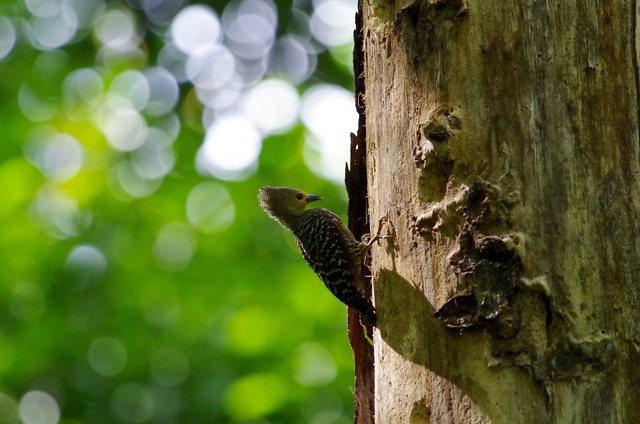 Buff-rumped Woodpecker