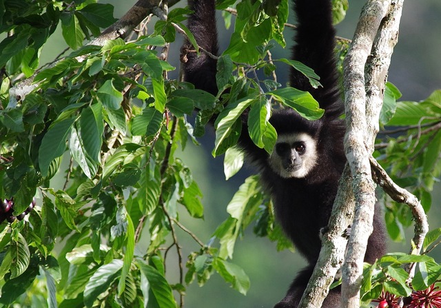 Gibbon