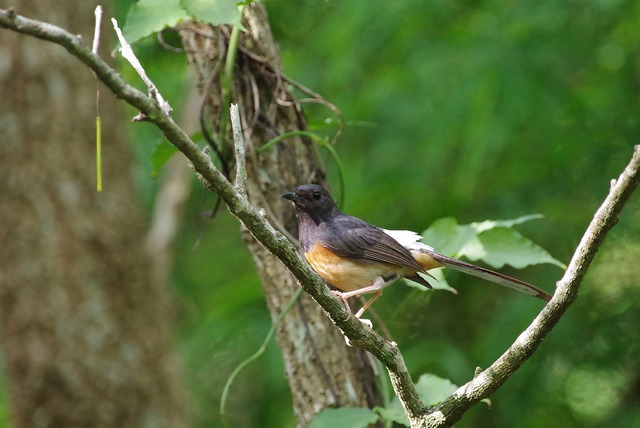 White-Romped Shama