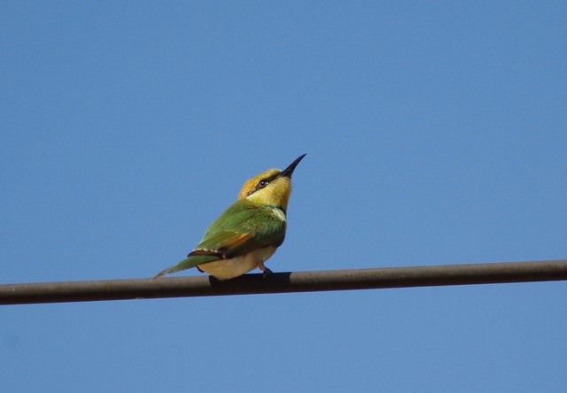 Chestnut-headed Bee-eater