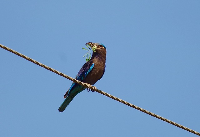 Indian Roller