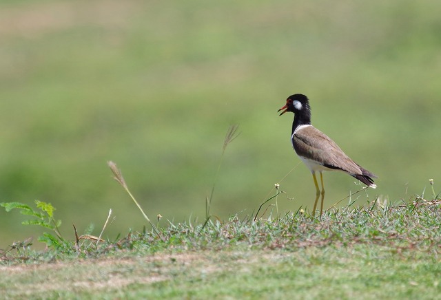 Red-wattled Lapwing