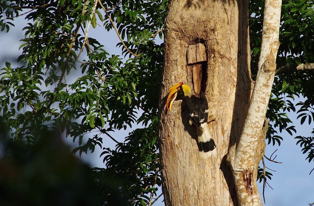 Great Hornbill