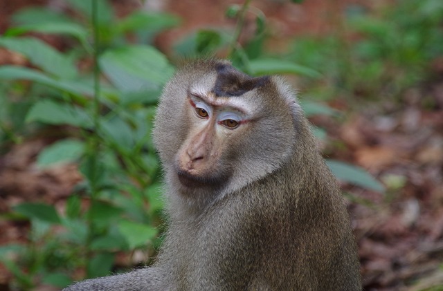 Pig-tailed Macaque