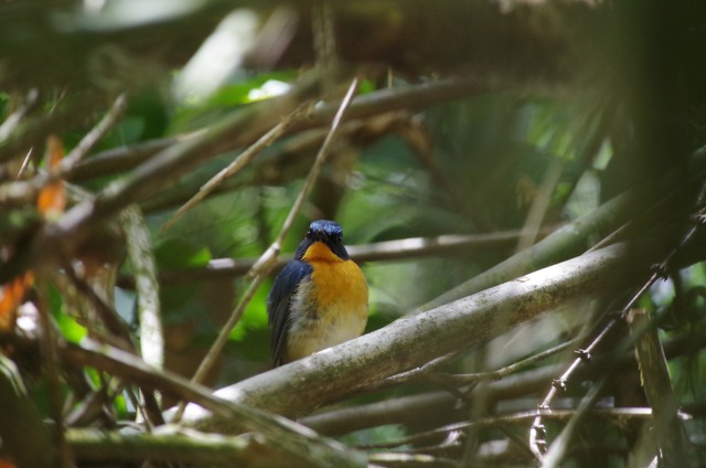 Hill Blue Flycatcher