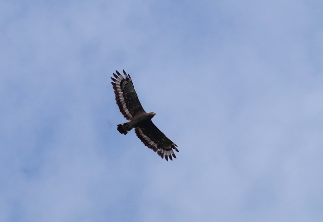 Crested Serpent Eagle