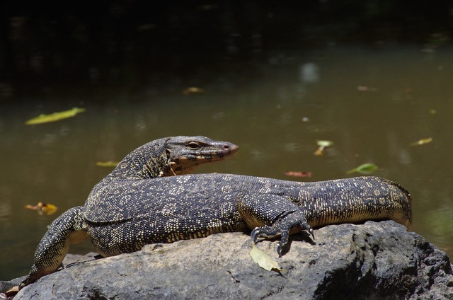 Monitor Lizard