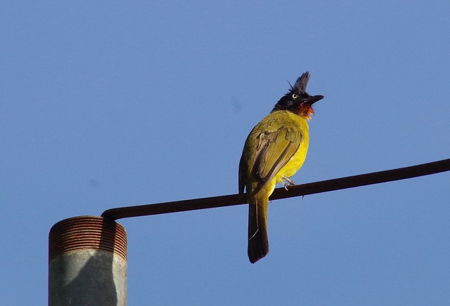 Black-crested Bulbul (red-throated race)