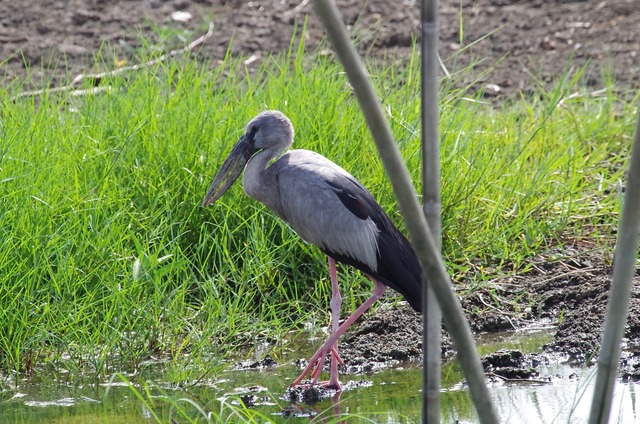 Asian Openbill