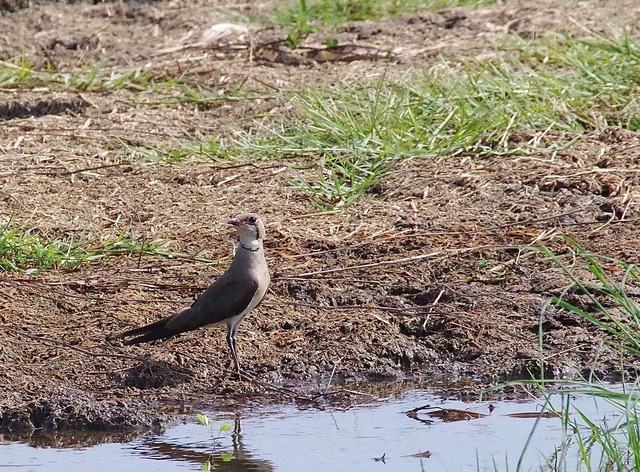 Oriental Pratincole