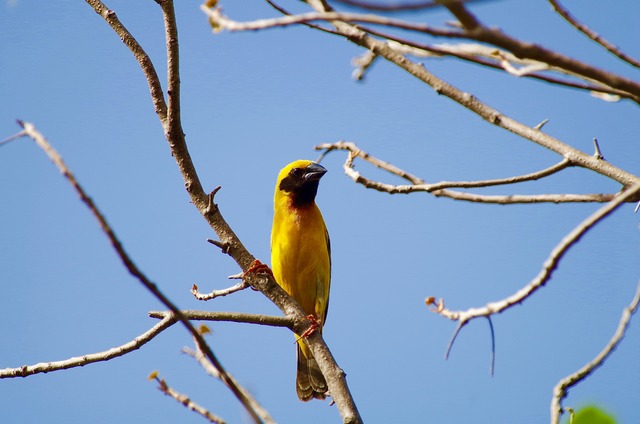 Asian Golden Weaver