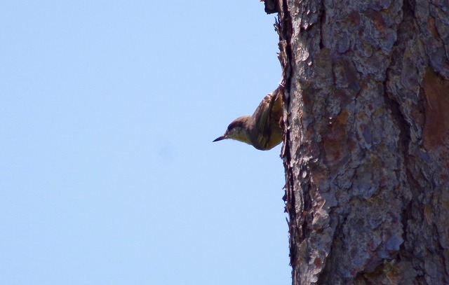 Brown-headed Nuthatch