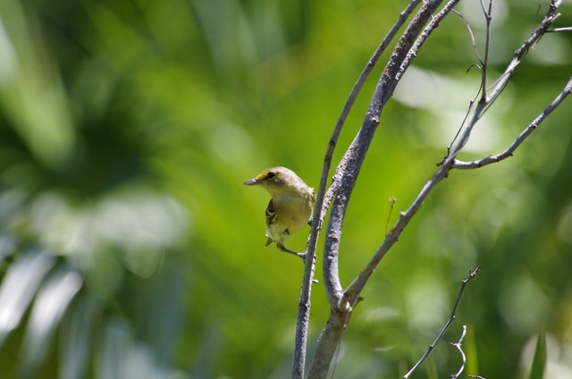 Thick-billed Vireo