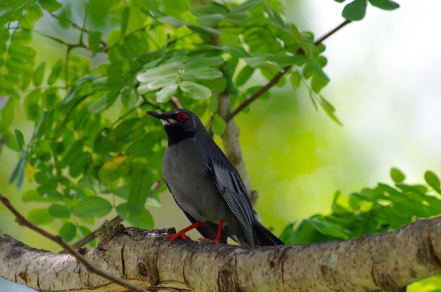 Red-legged Thrush