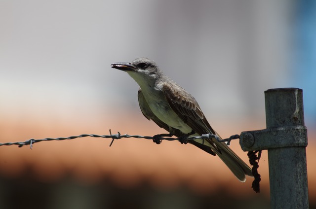 Grey Kingbird