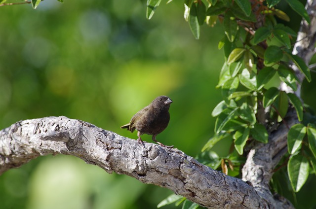 Black-faced Grassquit