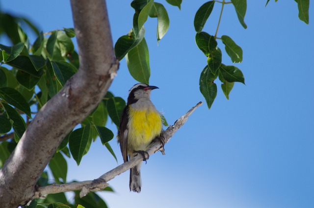 Bananaquit