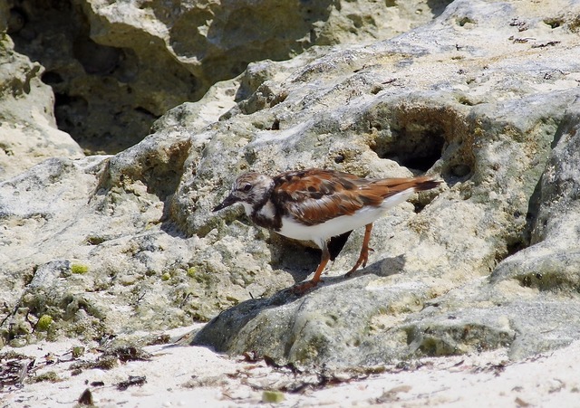 Ruddy Turnstone