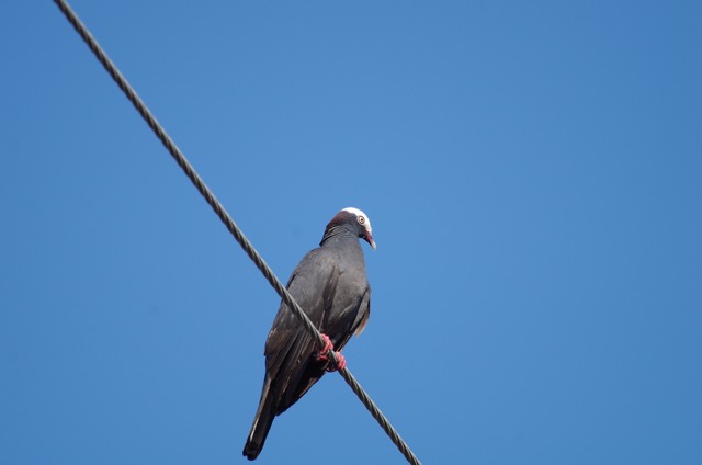 White-crowned Pigeon