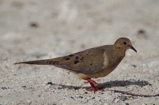 Mourning Dove