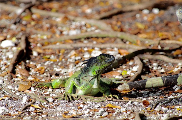 Green Iguana