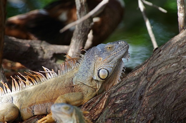 Green Iguana male