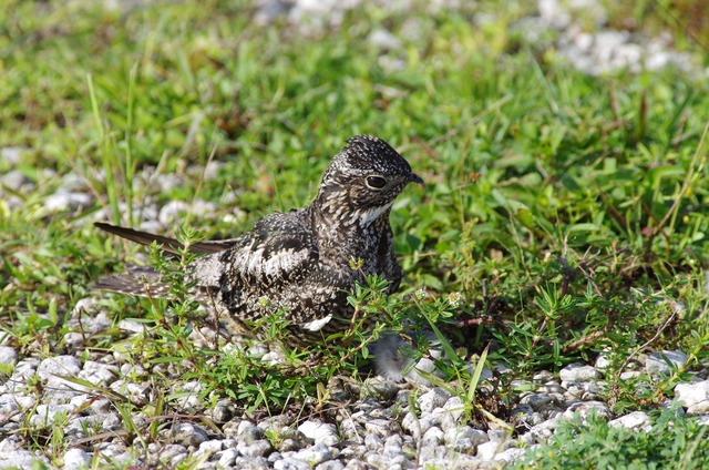 Antillean Nighthawk