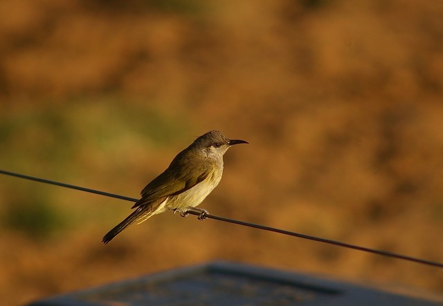 Brown Honeyeater