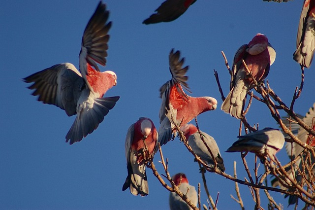 Galahs