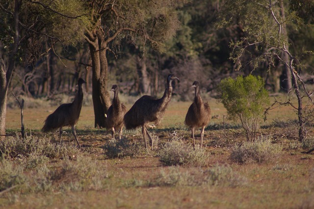 Emus