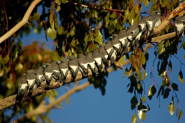 White-breasted Woodswallows