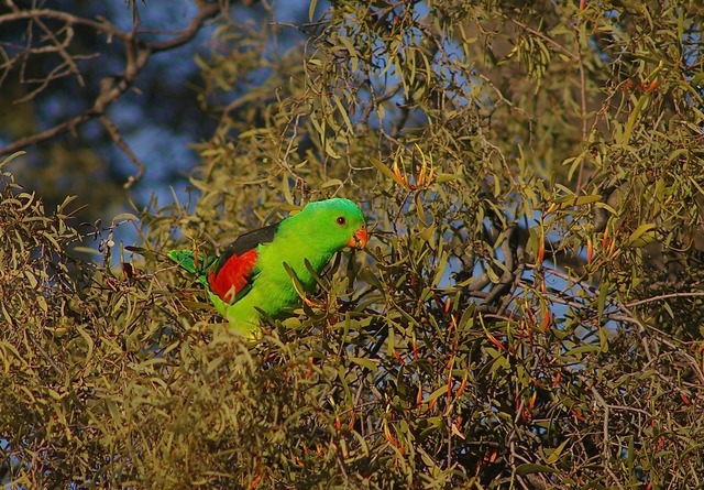 Red-winged Parrot