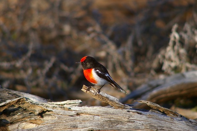 Red-capped Robin