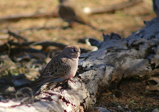 Bourke´s Parrot