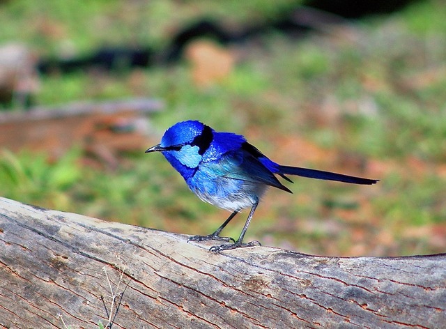 Splendid Fairy-wren