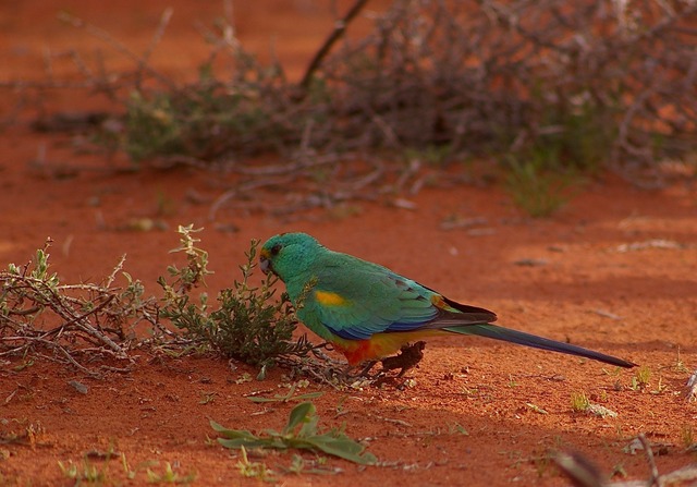 Mulga Parrot