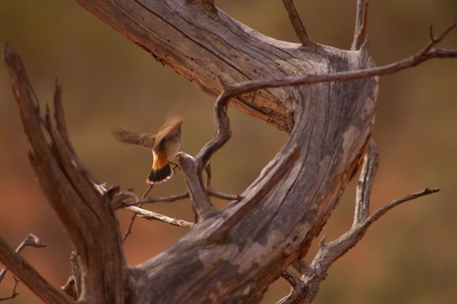 Chestnut-rumped Thornbill