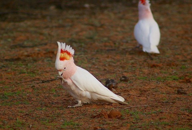 Major Mitchell´s Cockatoo