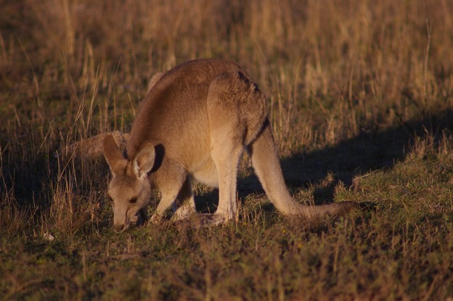 Eastern Grey kangaroo