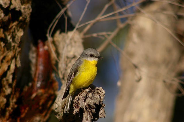 Eastern Yellow Robin