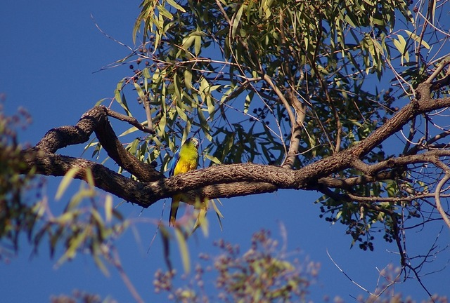 Turquoise Parrot