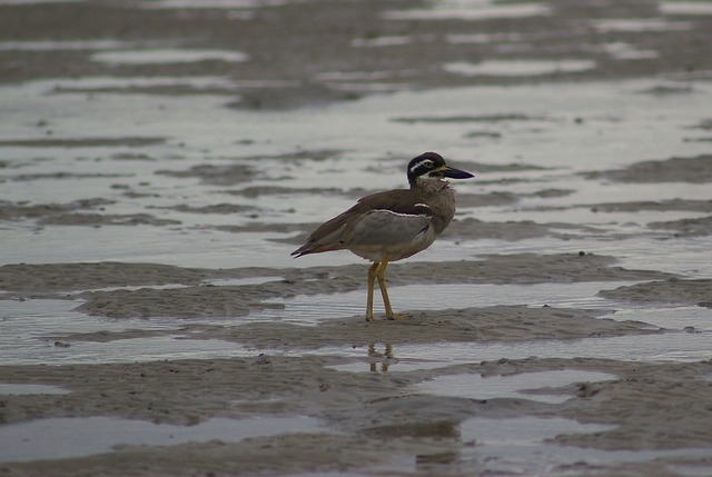 Beach Thick-knee