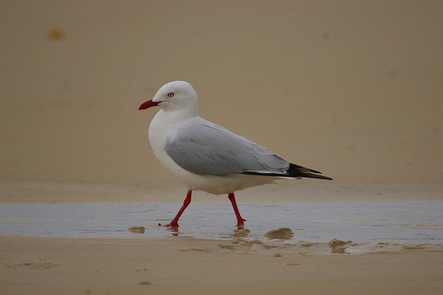 Silver Gull