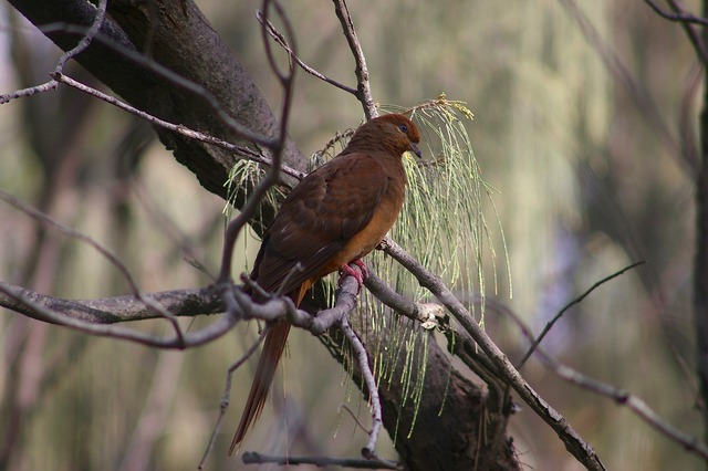 Brown Cuckoo-Dove