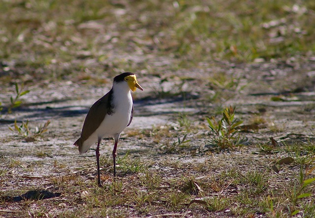 Masked Lapwing