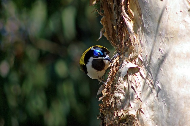 Blue-faced Honeyeater